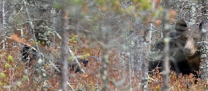 Kva Ukkosalon Väinö vuoden 2015 pentueesta taippari karhulla. Tulos oli ennätyspisteet 84 p.ja Karh1. Huomaa kuinka läheltä
 Väinö haukkuu.