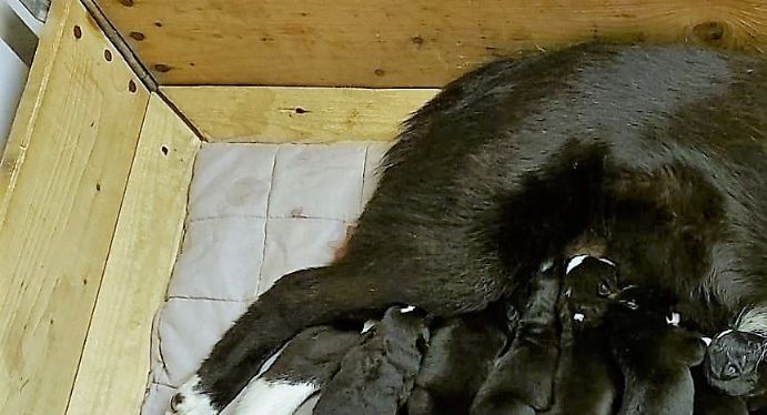 Ukkosalon Lounan ja Taikakairan Lakun pentue, joka syntyi 4.6.2021. 7 pentua jäi eloon ja olivat heinäkuun lopulla luovutusiässä varatuille karhumetsästäjille.